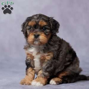 Gizmo, Cavapoo Puppy